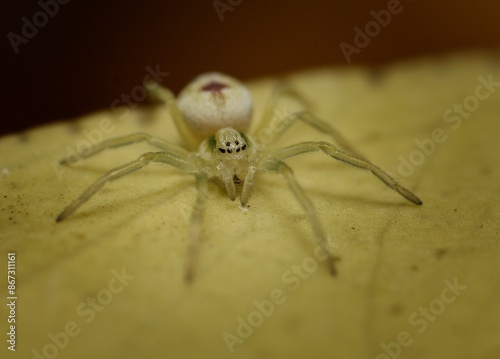 The very small Nigma puella spider is looking at you photo