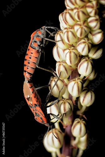 Spilostethus pandurus - Seed bug making love on a flower with a black backgroun photo