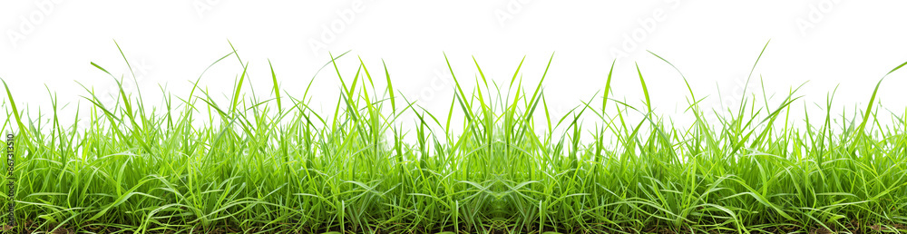 green grass for border on Transparent Background. green grass for border on Transparent Background.