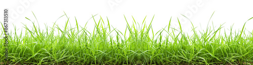 green grass for border on Transparent Background.