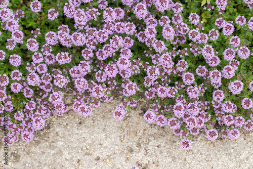 Cushion of lemon thyme in bloom (Thymus pulegioides). Space for your text.