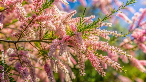 Delicate pink blooming Tamarix parviflora flowers, also known as smallflower tamarisk, bloom amidst lush green foliage on a sunny spring day. photo