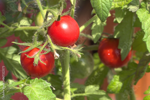 Ripe cherry tomatoes fruitages on dense green branches close up photo