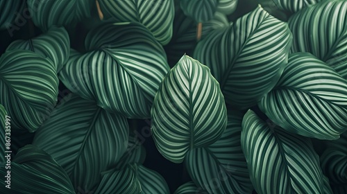 Abstract natural floral Green tropical plant close-up background