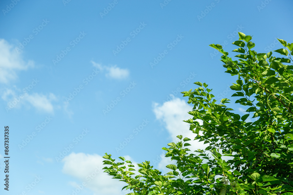 Obraz premium 夏の青空と青々とした草木