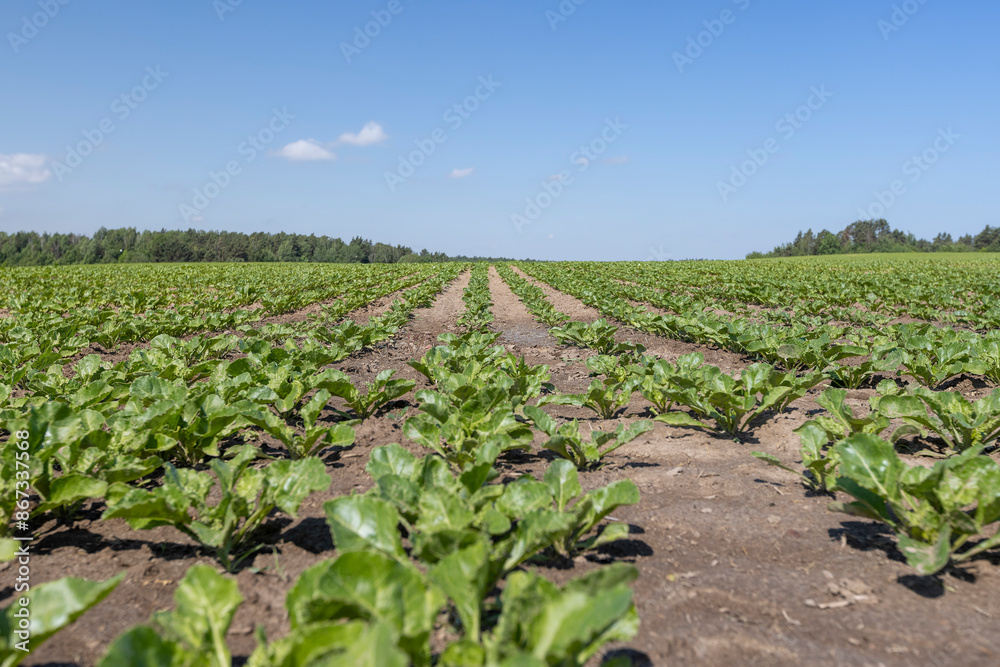 a field with white beetroot for the production of white beet sugar a field with white beetroot for the production of white beet sugar