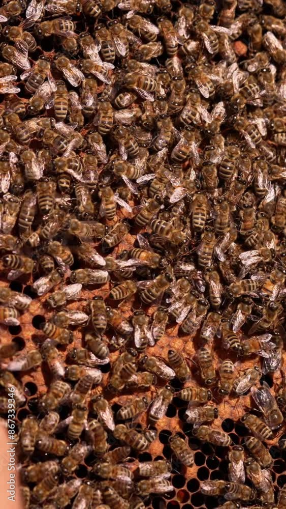 Honey frame stuck with bee family. Male hand touches the bees with no fear. Close up. Vertical video Honey frame stuck with bee family. Male hand touches the bees with no fear. Close up. Vertical video
