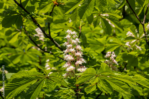 a flowering chestnut tree in spring