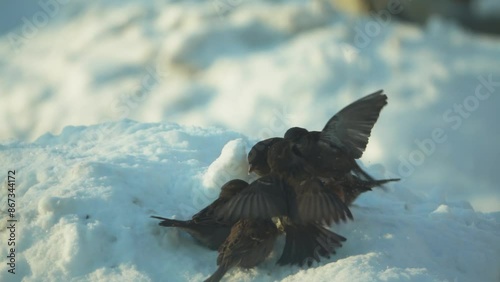 Stray kittens hiding in their shelter