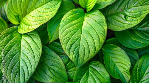 Abstract natural floral Green tropical plant close-up background