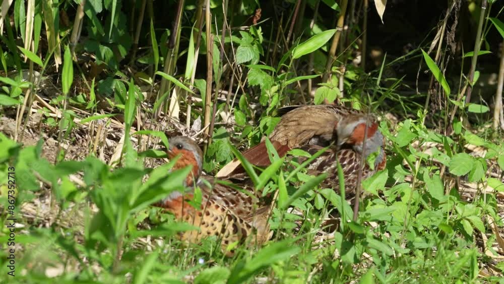 chinese partridge in a field chinese partridge in a field