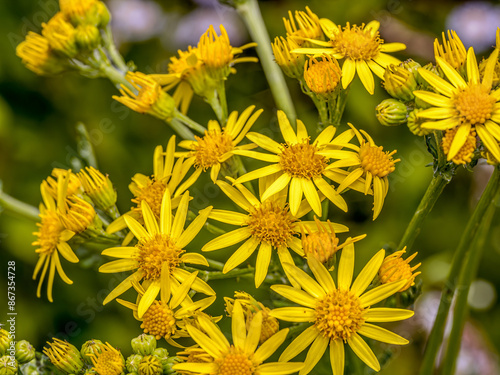 Common ragwort flowers in blossom