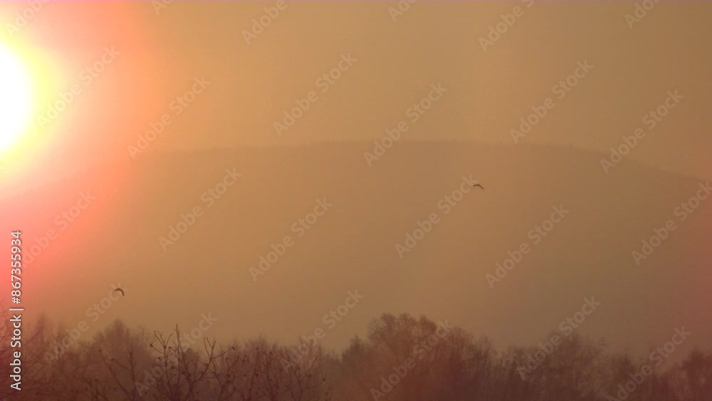 Orange misty view with dark trees and horizon with coniferous trees in forests in mountains and birds in flight on autumn and winter season - real time. Topics: weather, meteorology, dawn, air quality Orange misty view with dark trees and horizon with coniferous trees in forests in mountains and birds in flight on autumn and winter season - real time. Topics: weather, meteorology, dawn, air quality