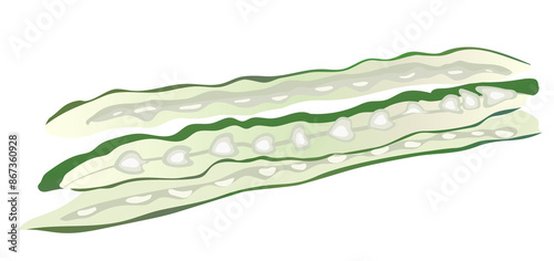 moringa stick plant drawing in graphic background