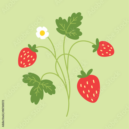 Strawberry illustration. Vector print. Hand drawn berries, strawberry flower and leaves.