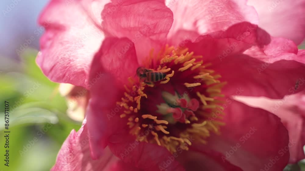 Honey Bee collects nectar on a Pink Peony Flower. Slow Motion Nature Pollination Concept Honey Bee collects nectar on a Pink Peony Flower. Slow Motion Nature Pollination Concept