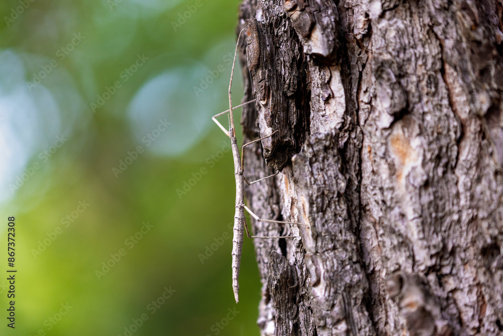 The European stick insect (Bacillus rossius) on a pine tree The European stick insect (Bacillus rossius) on a pine tree