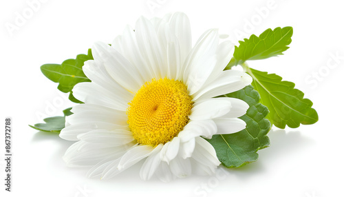 one chamomile or daisies with leaves isolated on white background