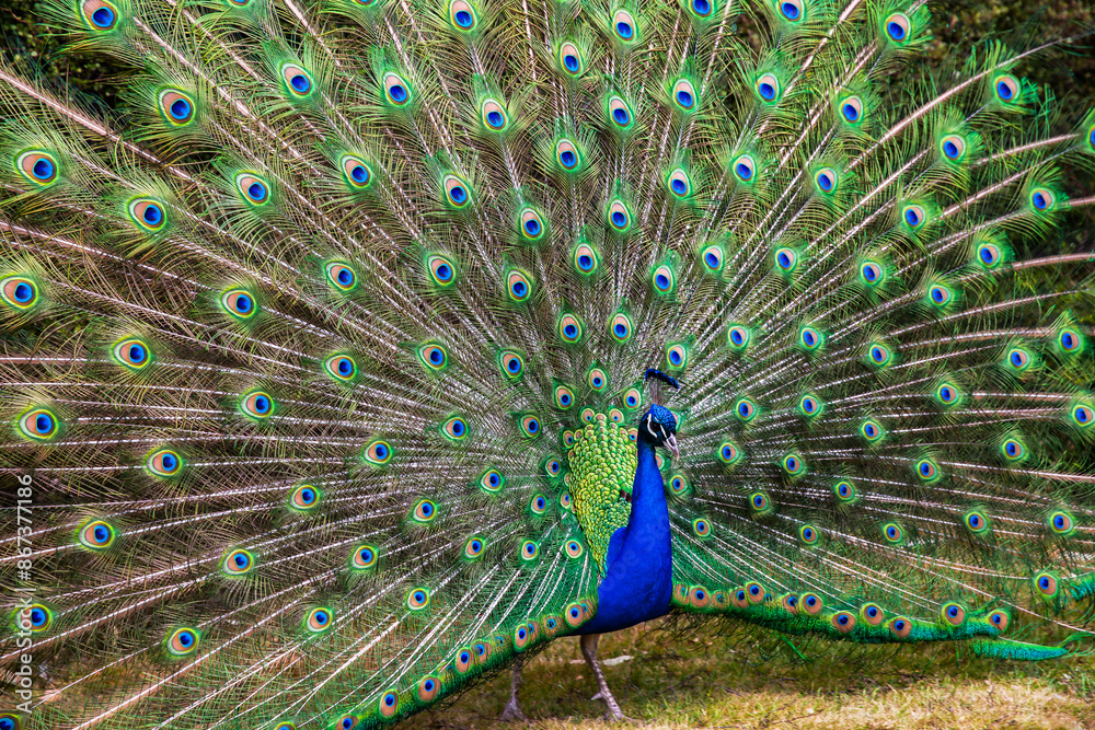 Obraz premium Peacock with full feather display.