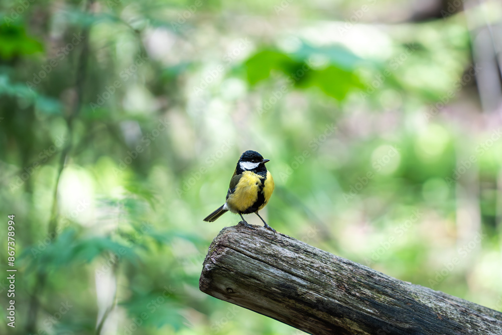 Fototapeta premium bird on a branch