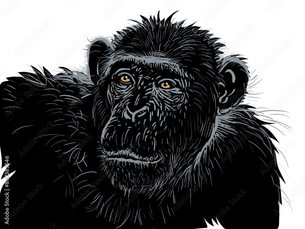 Obraz premium Chimpanzee portrait