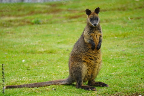 Swamp wallaby photo