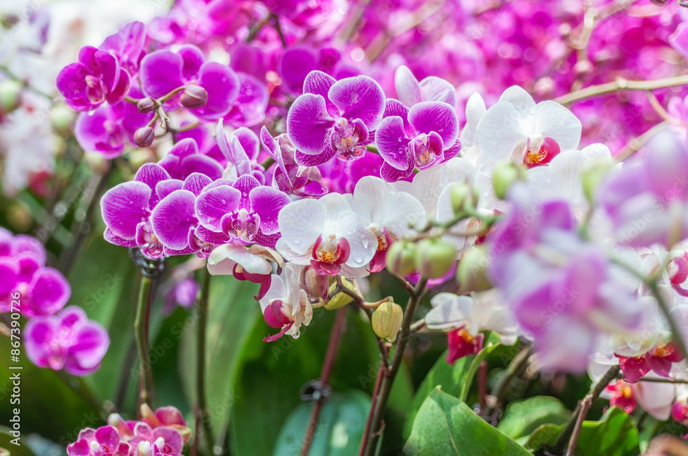 Phalaenopsis orchids in vibrant pink, with delicate petals and water droplets, captured in daylight. The blurred bokeh background enhances the beauty of the cascading blooms. Phalaenopsis orchids in vibrant pink, with delicate petals and water droplets, captured in daylight. The blurred bokeh background enhances the beauty of the cascading blooms.