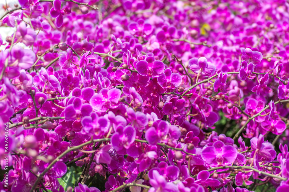 Fototapeta premium Phalaenopsis orchids in vibrant pink, with delicate petals and water droplets, captured in daylight. The blurred bokeh background enhances the beauty of the cascading blooms.