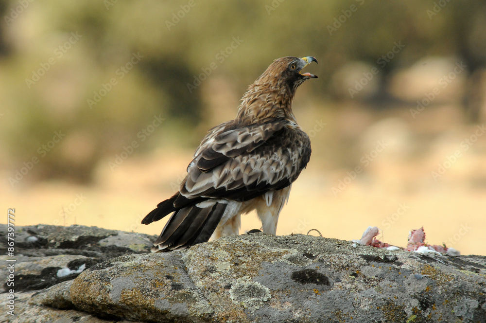 aguila calzada con presa en primavera en el bosque aguila calzada con presa en primavera en el bosque