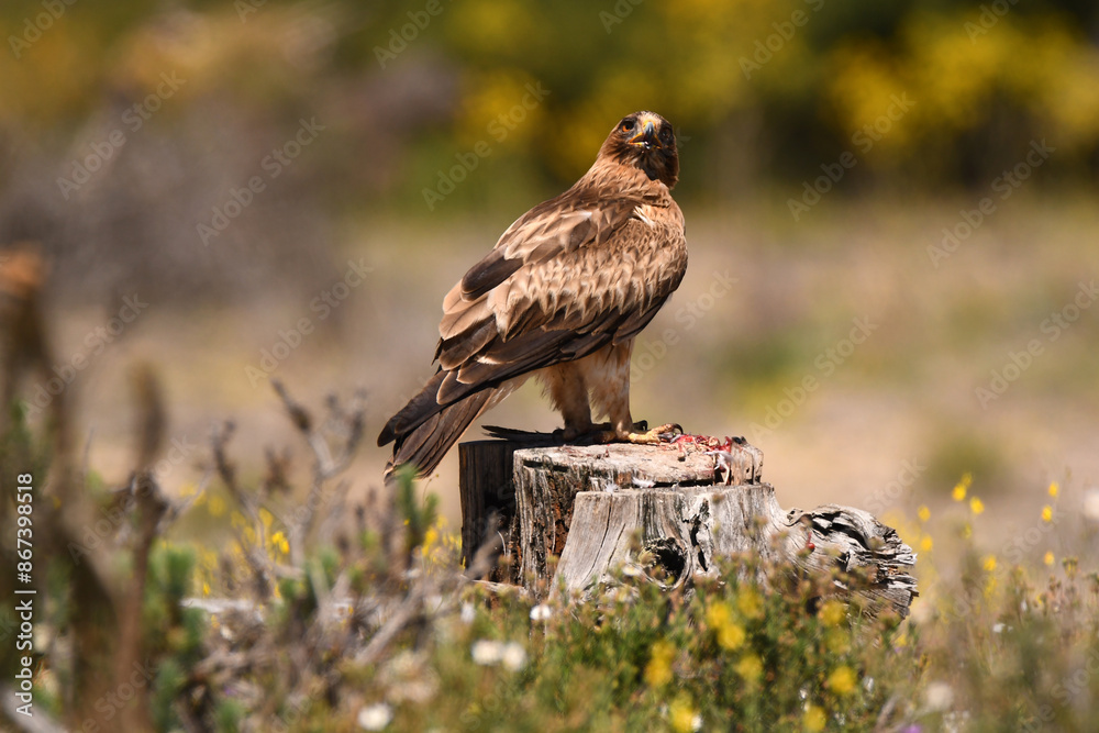aguila calzada con presa en primavera en el bosque aguila calzada con presa en primavera en el bosque