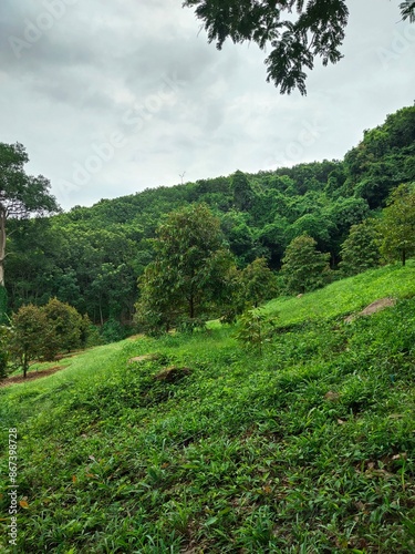 trees on the mountain