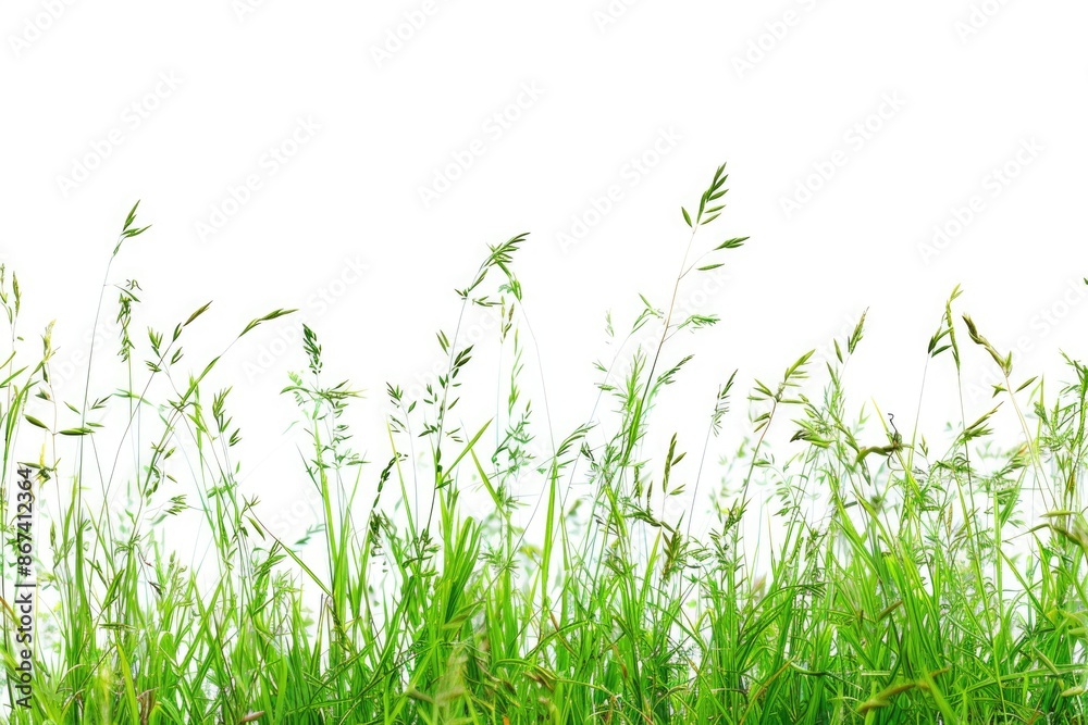 A serene landscape featuring a vast field of tall grass with a bright white sky in the background A serene landscape featuring a vast field of tall grass with a bright white sky in the background