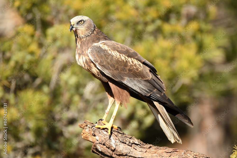 Fototapeta premium el aguila lagunero en el bosque mediterráneo