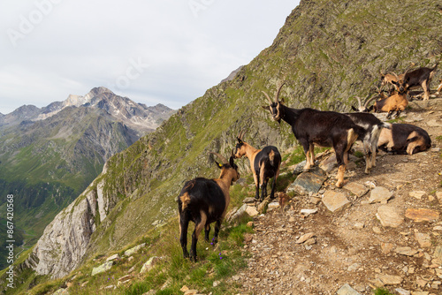 Goats (Passeirer Gebirgsziege) and mountain panorama with summit Hohe Weisse of Texel group, South Tyrol, Italy photo