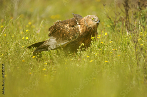 el aguila lagunero en el bosque mediterráneo photo