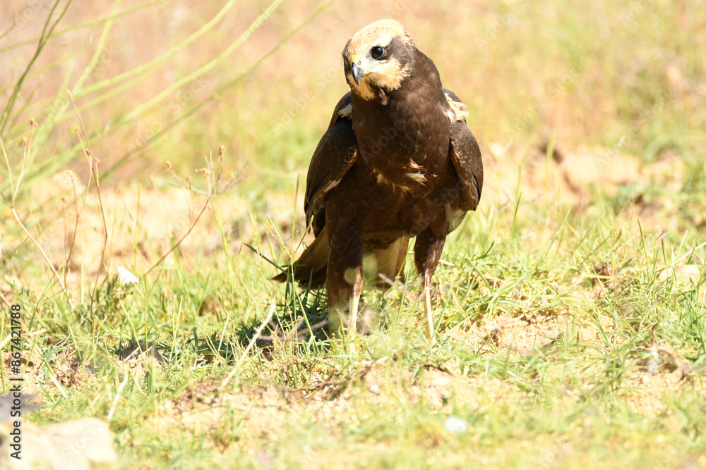 Fototapeta premium el aguila lagunero en el bosque mediterráneo