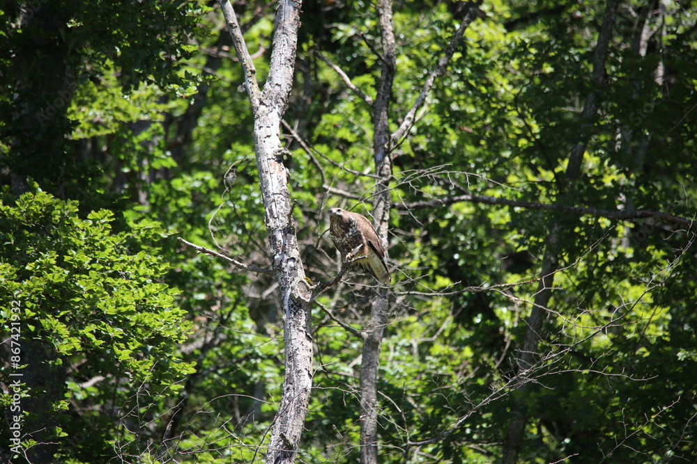 Fototapeta premium common european buzzard sitting on a branch