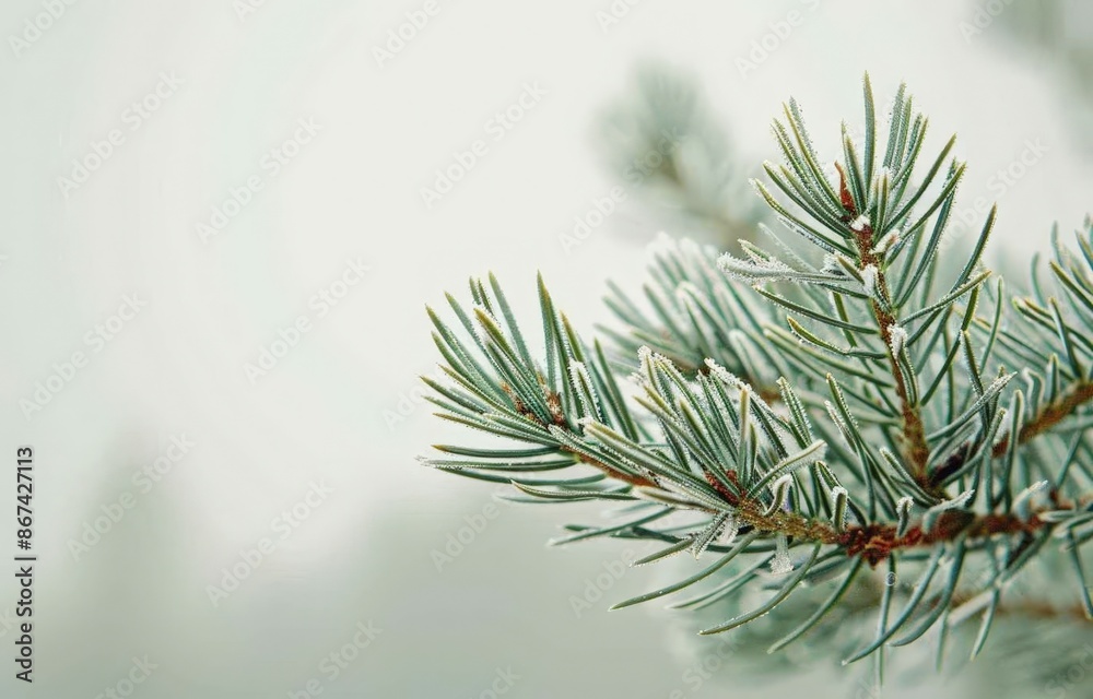 Pine Tree Needles in Focus, Blurred Background for a Festive Christmas Card Pine Tree Needles in Focus, Blurred Background for a Festive Christmas Card
