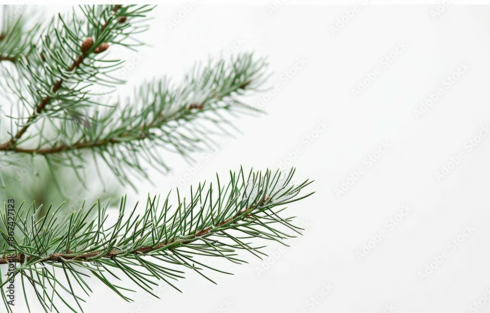 Elegant Evergreen Christmas Tree: A Classic Festive Centerpiece Elegant Evergreen Christmas Tree: A Classic Festive Centerpiece