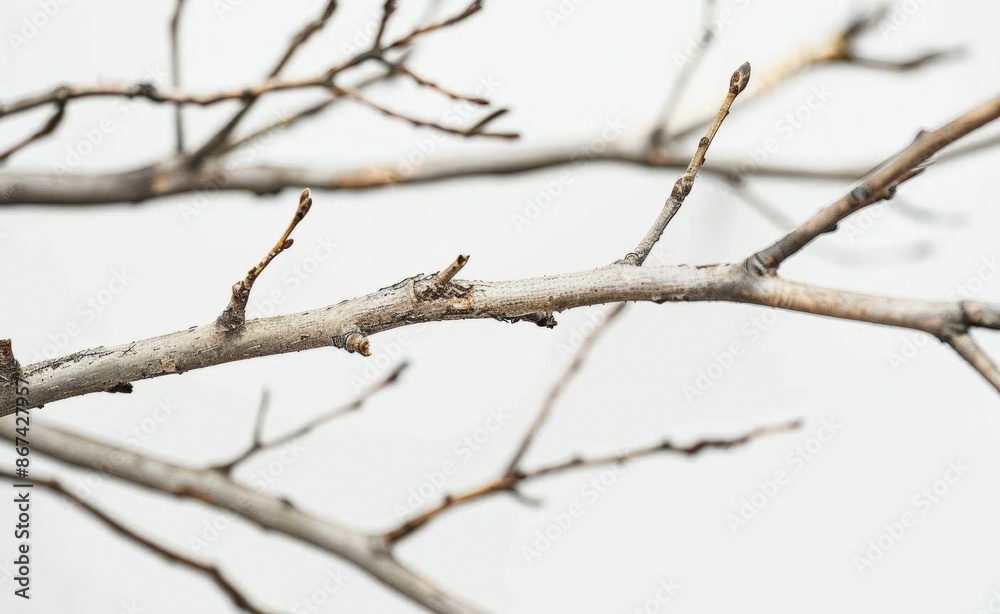 Bare Branches: Nature's Silhouette in Black and White Bare Branches: Nature's Silhouette in Black and White