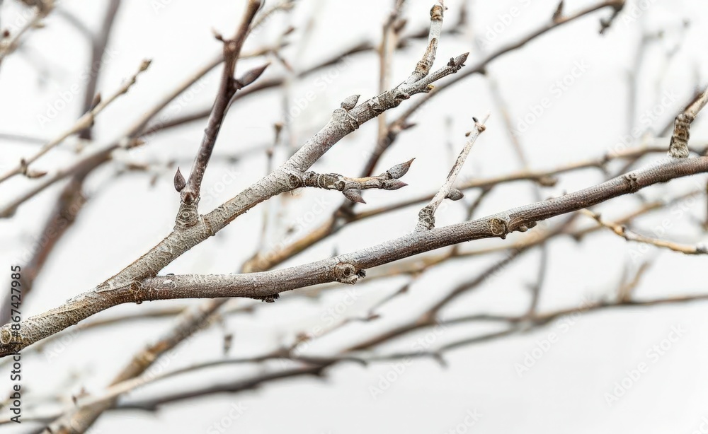 Bare Tree Branch with Sparkling Snow Drops, Close-Up Photograph Bare Tree Branch with Sparkling Snow Drops, Close-Up Photograph