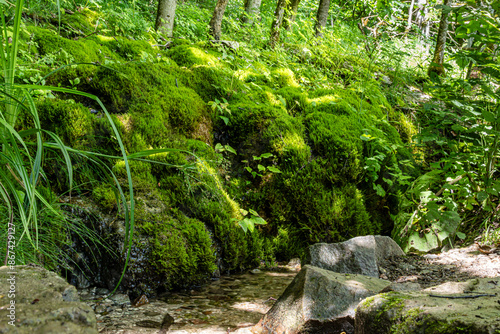 Mit Moss bewachsener Waldboden am Rande eines Baches