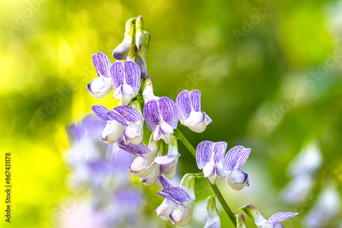 Blüte der Wald-Wicke (Vicia sylvatica)