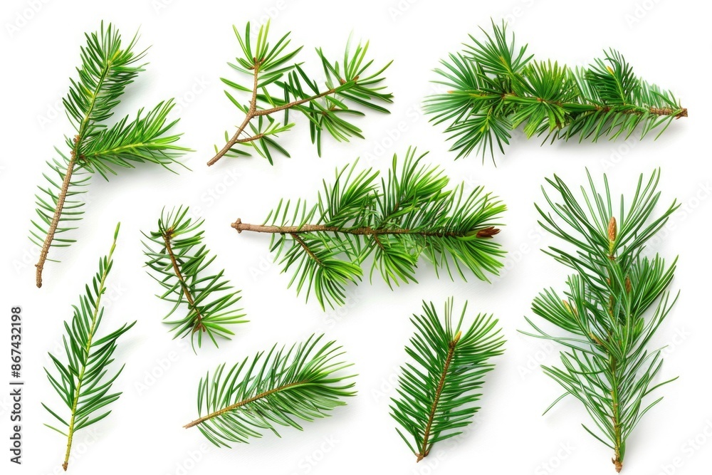 A collection of pine branches placed on a white surface, ideal for use in winter or nature-themed designs A collection of pine branches placed on a white surface, ideal for use in winter or nature-themed designs