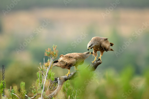 milanos en el campo buscan carroña para comer photo