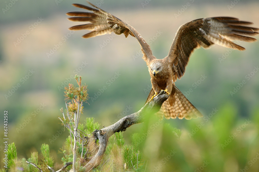 Obraz premium milanos en el campo buscan carroña para comer
