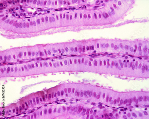 Simple columnar epithelium