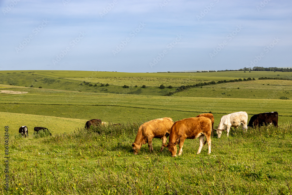 Along the South Downs Way on Ditchling Beacon, with cattle grazing on a hillside Along the South Downs Way on Ditchling Beacon, with cattle grazing on a hillside