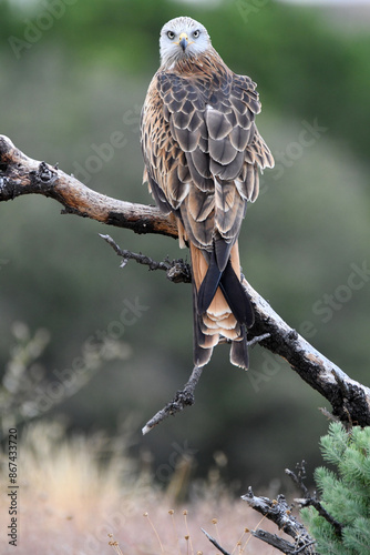 milanos en el campo buscan carroña para comer