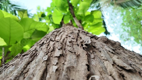 Teak tree bark brown hard texture in the forest